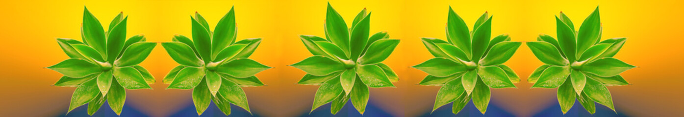 Digital collage from closeup of the green cactus on colorful background 