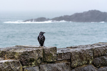 Crow perched on a rock fence on the Oregon Coast at Depoe Bay during a rain storm.