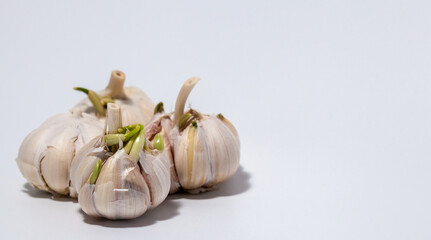 Sprouted garlic bulb isolated on white background
