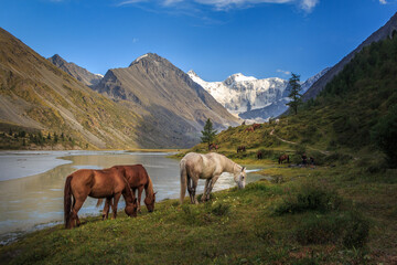 landscape of a summer evening in the AkKem River valley at the foot of the Belukha glacier with horses in the foreground large