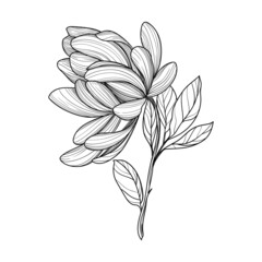 flower plant leaves lines flora