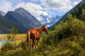 summer landscape of the Ak-Kem River valley of the Altai Mountains with a horse in the foreground large