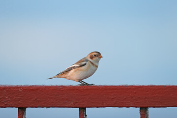 Close-up photo of a snow bunting in winter plumage sitting on a metal fence against a blue sky