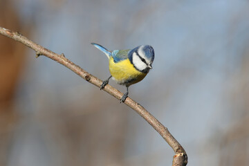 Fototapeta premium Close-up photo of a blue tit in winter plumage sitting on a crooked branch against a blurred blue background