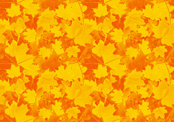 Calm pattern of red-orange maple leaves. Seamless background of autumn maple leaves.