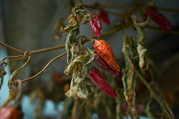 Hanged dry and hot red chili peppers isolated on dark background