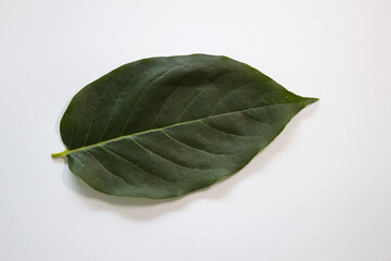 Obraz premium close up Persimmon leaf isolated white background.