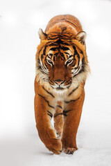 male Malayan tiger (Panthera tigris jacksoni) in the snow very close