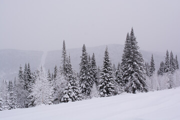 winter forest in the snow