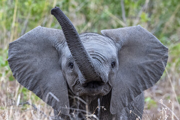 baby elephant waving trunk in kruger park south africa - obrazy, fototapety, plakaty