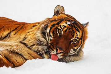 male Malayan tiger (Panthera tigris jacksoni) his head is down and his tongue is licking the snow