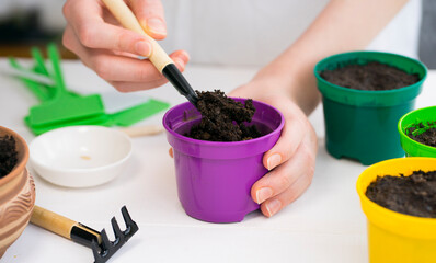 Planting seedlings in pots. Image with selective focus