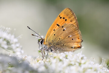 Scarce copper butterfly feeding on Cow Parsley