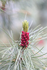 Siberian dwarf pine, also known as dwarf Siberian pine or dwarf stone pine