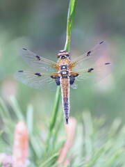 Four-spotted chaser, also known as four-spotted skimmer, a dragonfly from Finland