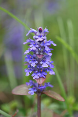 Blue bugle,  also known as bugleherb, creeping bugleweed or carpetweed