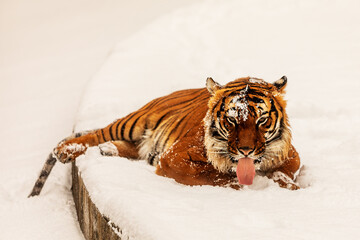 Fototapeta premium male Malayan tiger (Panthera tigris jacksoni)lying on the snow and licking it