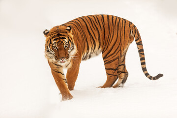 male Malayan tiger (Panthera tigris jacksoni) is surprised by the snowfall - obrazy, fototapety, plakaty