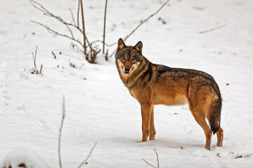 female Eurasian wolf (Canis lupus lupus) beautifully posing in the snowy landscape