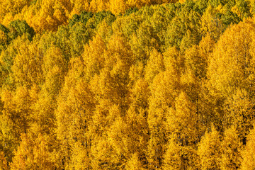 Autumn Aspen Color
