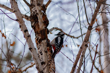 Woodpecker in the city arboretum!