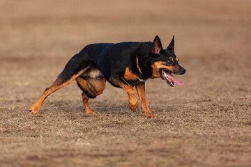 Australian Kelpie, sheepdog follows a flock of sheep