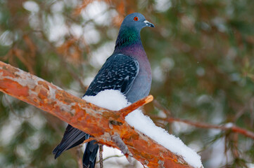 A pigeon in the city arboretum on a winter day!
