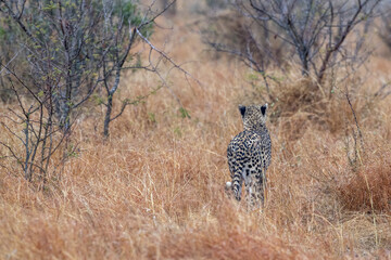 cheetah while hunting in kruger park south africa
