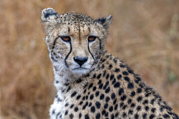 cheetah portrait in kruger park south africa