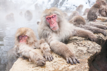 Group of snow monkeys sleeping in a hot spring at Jigokudani Yaen-Koen, Nagano Prefecture, Japan.