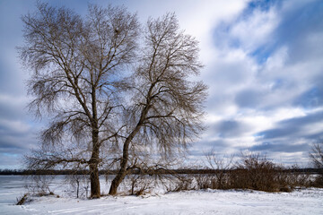 Poplar in the middle of a snowy road near a frozen river