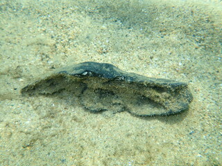 Obraz premium Used rubber on sea bottom, Aegean Sea, Greece, Halkidiki. Sea pollution. 