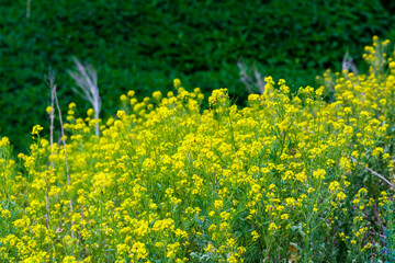 Wild oilseed rape.