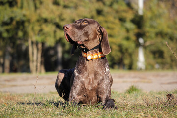 German shorthaired pointer. Kurzhaar. Hunting dog portrait