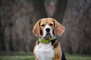 Portrait cute face Beagle dog. closeup Beagle