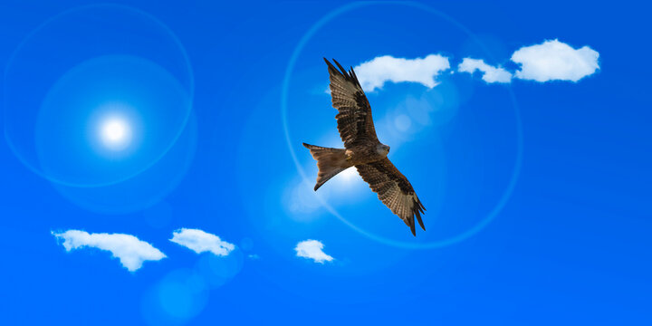 Ein Bussard am Himmel 