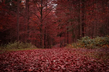 Gordijnen Bordeaux Bladeren rood gekleurd, herfsttafereel in het bos  © Benni Benirschke