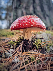 Red fly agaric mushroom in the forest
