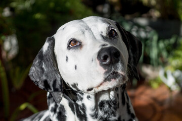 Summer portrait of cute dalmatian dog with black spots. Nice and beautiful dalmatian family pet outdoors on sunny summer day. 101 dalmatian movie star.