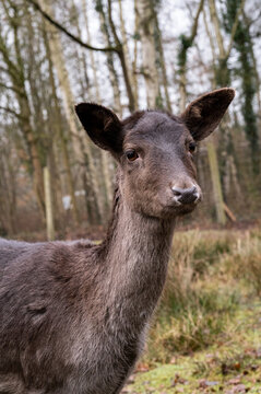 A cute deer looking into the camera. Clos-up.