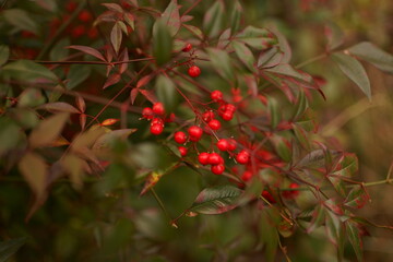 빨간 열매 꽃 Red Fruit Flower 
