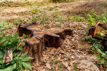 Fototapeta premium Stump on green grass in the garden, Old tree stump in the summer park.