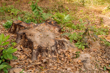 Stump on green grass in the garden, Old tree stump in the summer park.