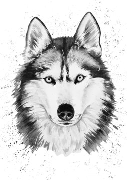 black and white husky dog watercolor on a white background hand drawn