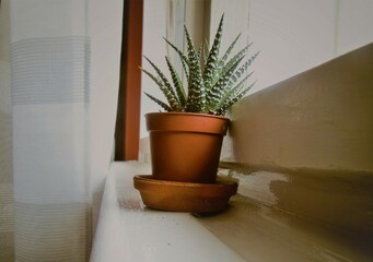 cactus plant in flower pot standing on window sill
