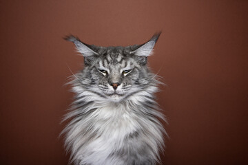 angry or displeased silver tabby maine coon cat portrait looking at camera viciously on brown background with copy space