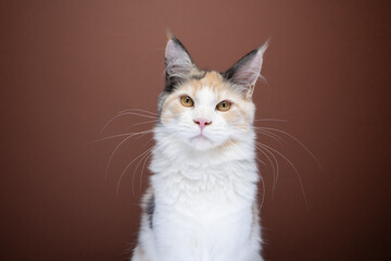 white calico maine coon kitten looking at camera portrait on brown background with copy space