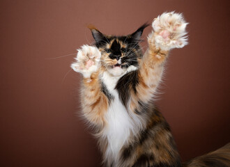 calico white maine coon cat playing raising fluffy paws looking at camera on brown background with copy space