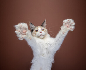 white calico maine coon kitten playing rearing up raising paws for a big hug on brown background...