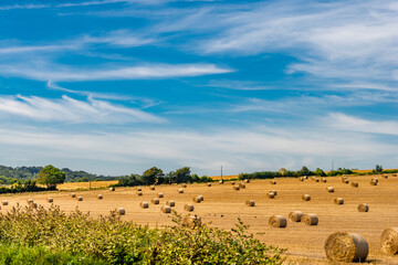 field of hay